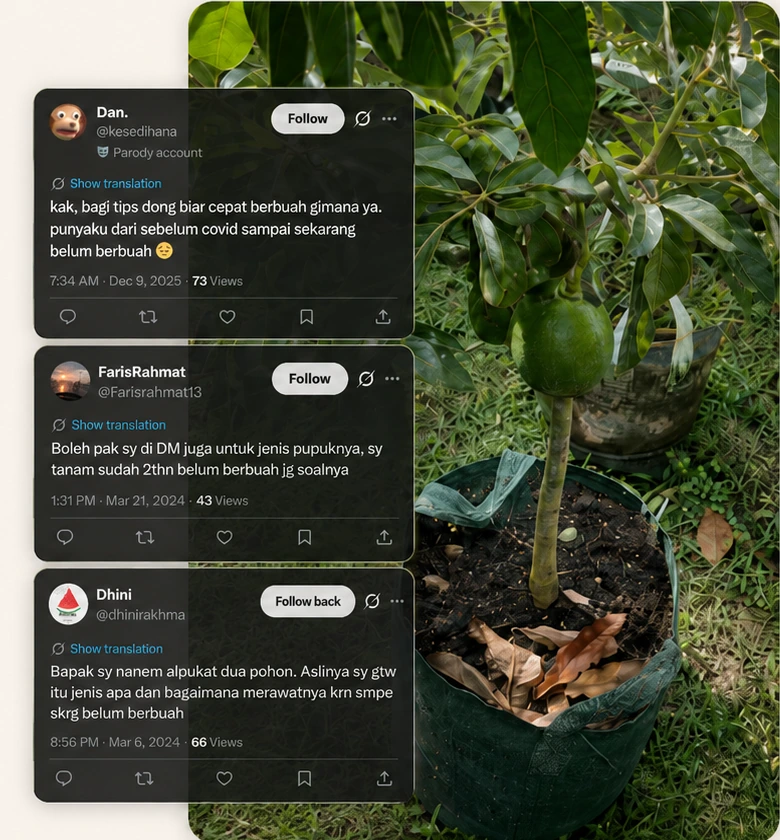 Keluhan bibit alpukat yang belum berbuah setelah bertahun-tahun