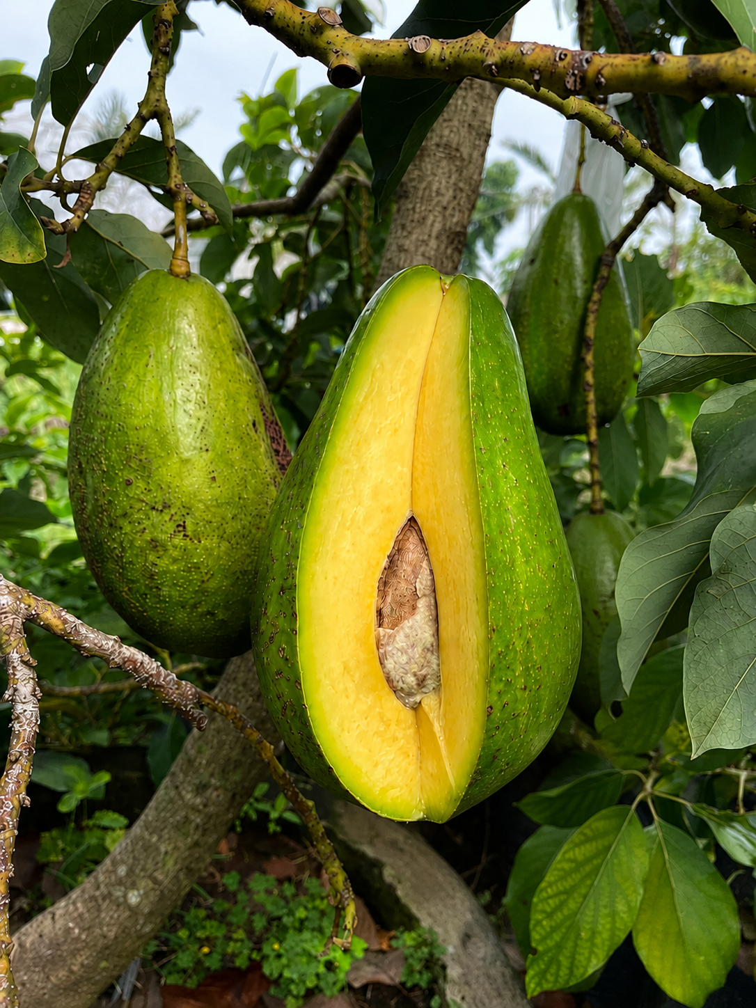 Buah alpukat dari pohon indukan pilihan Japo Nursery