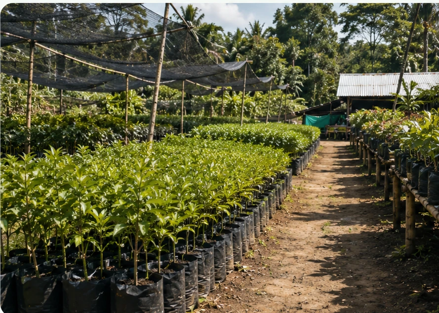 Area pembibitan Japo Nursery