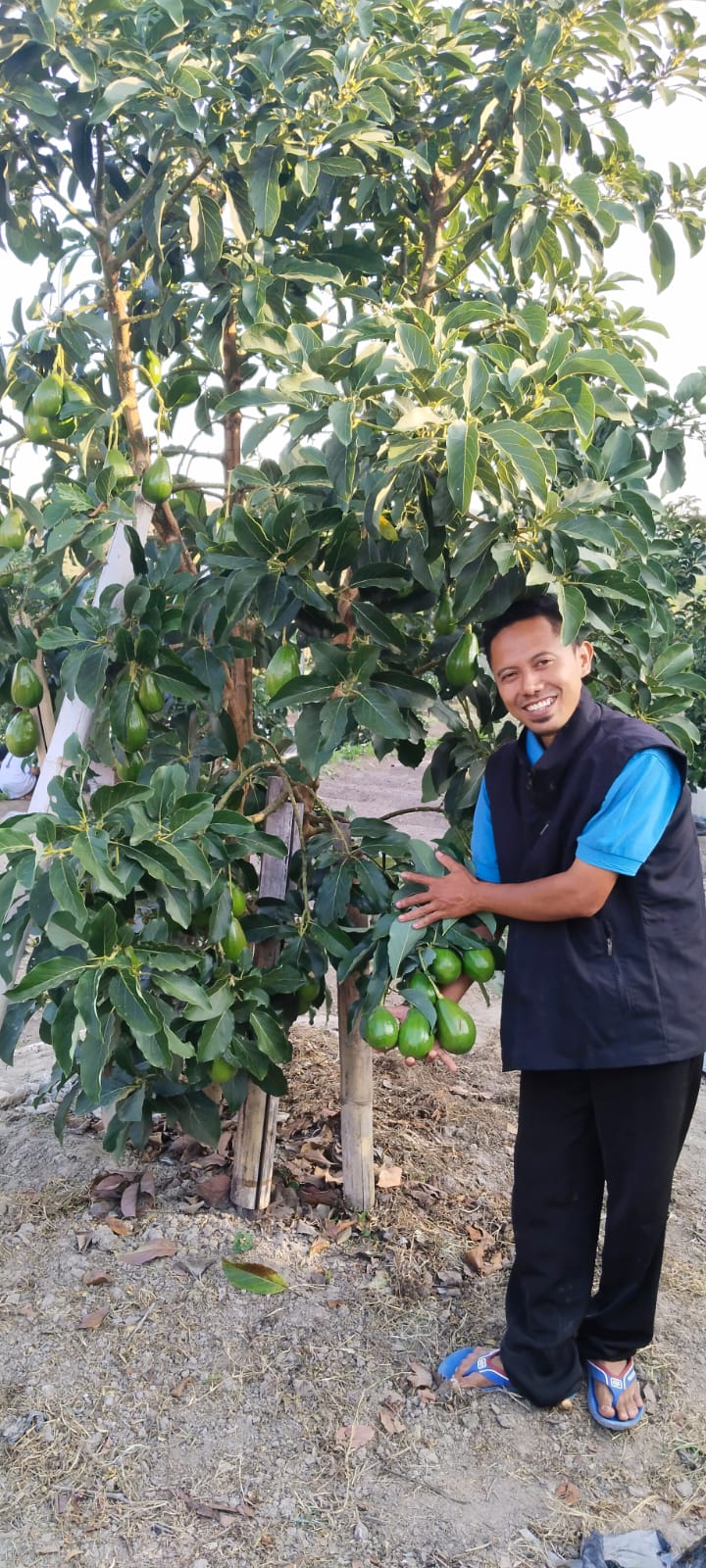 Bibit buah dalam planter bag untuk lahan terbatas