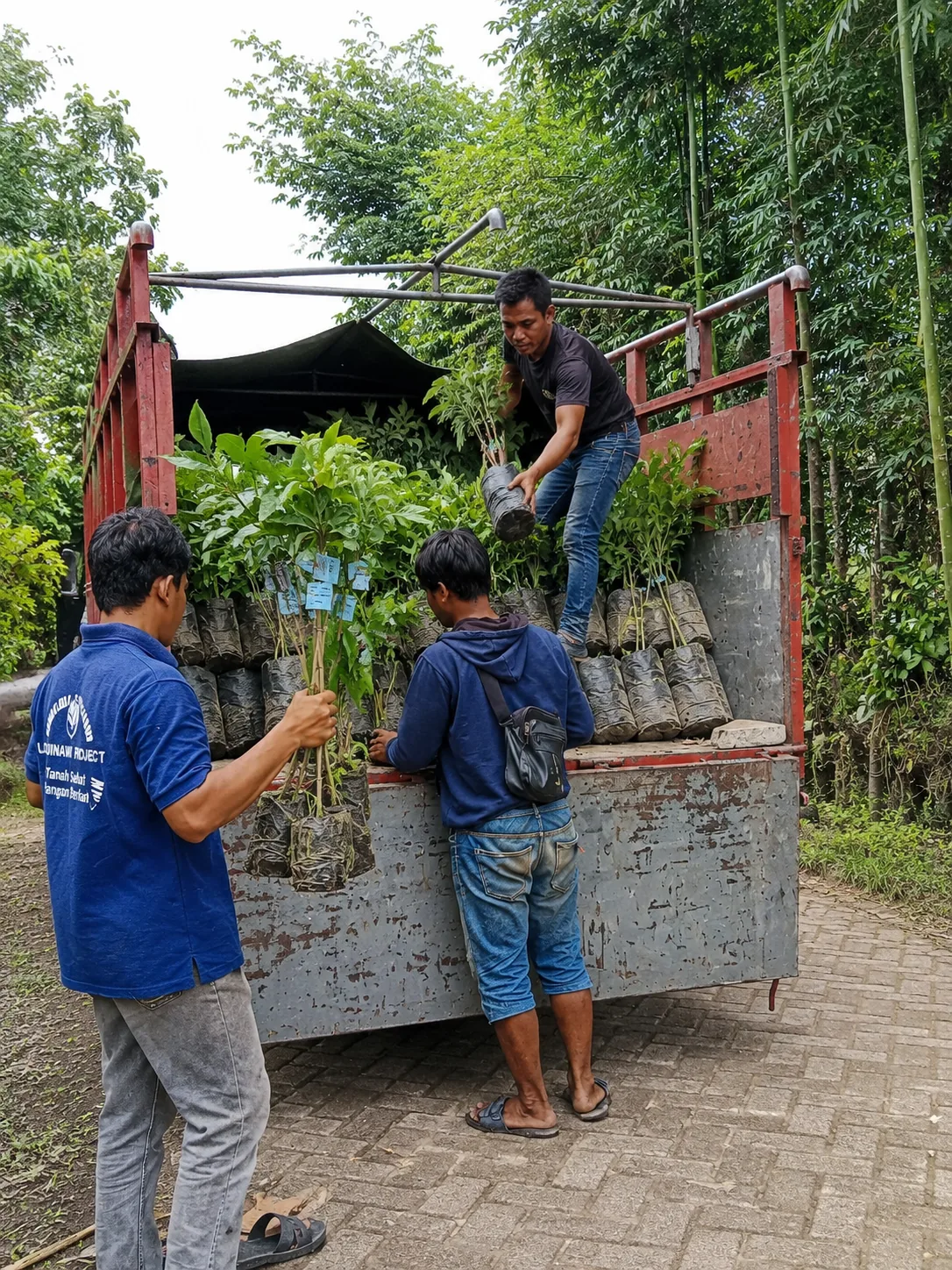 Proses memuat bibit Japo Nursery untuk pengiriman