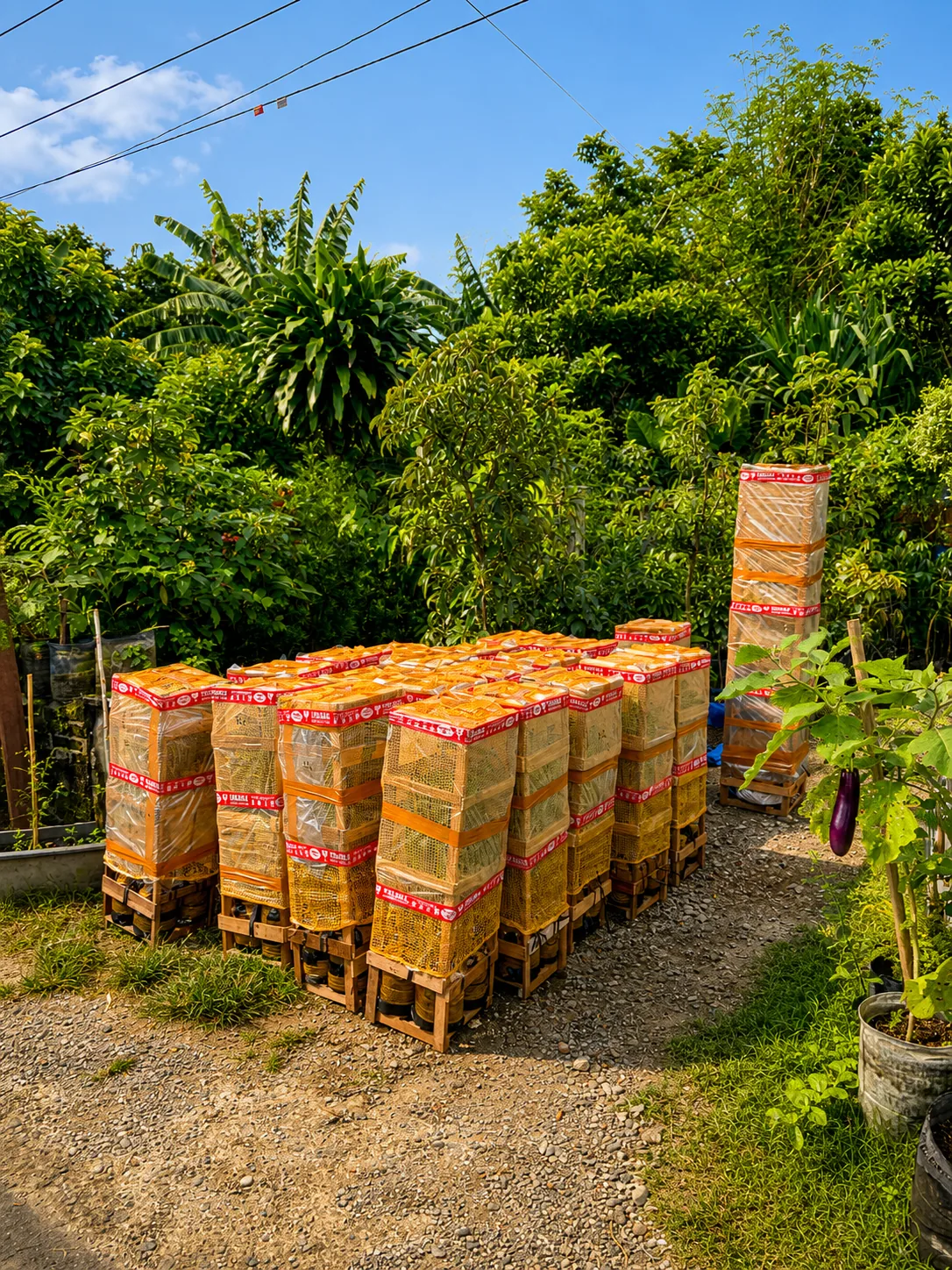 Packing seratus bibit untuk pengiriman ke Sumatra