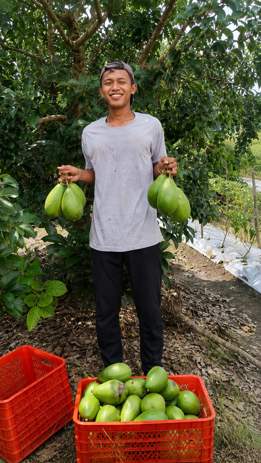 Dokumentasi panen buah alpukat