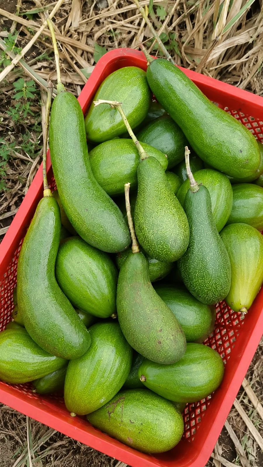 Hasil panen alpukat segar