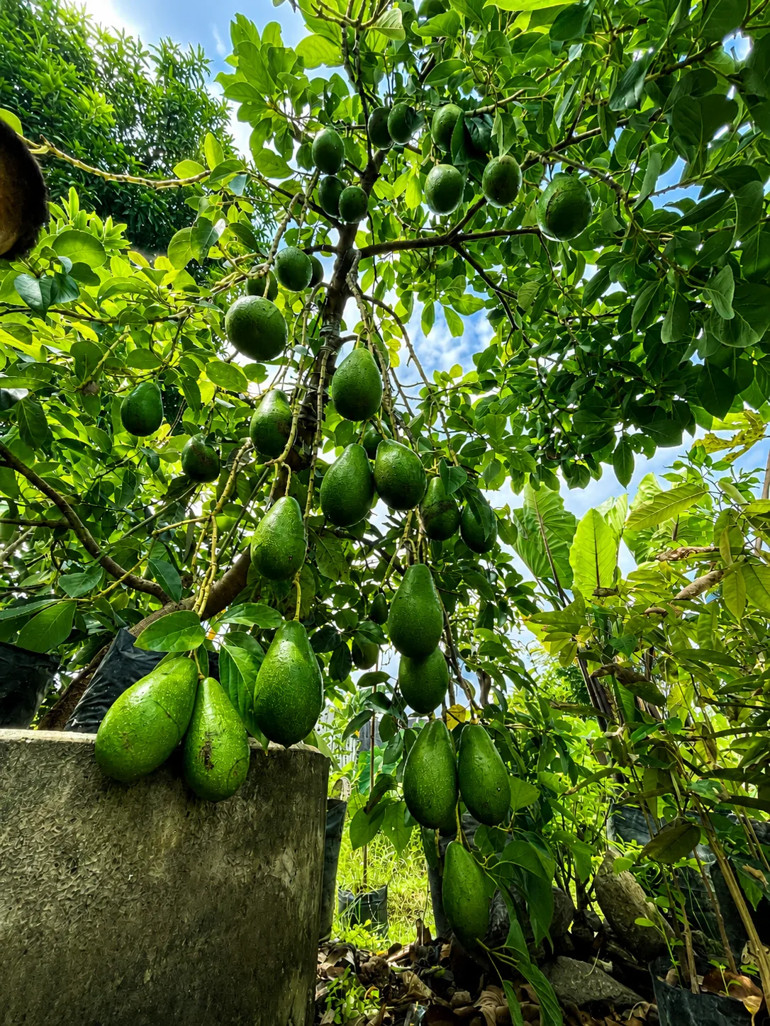 Pohon alpukat yang berbuah lebat