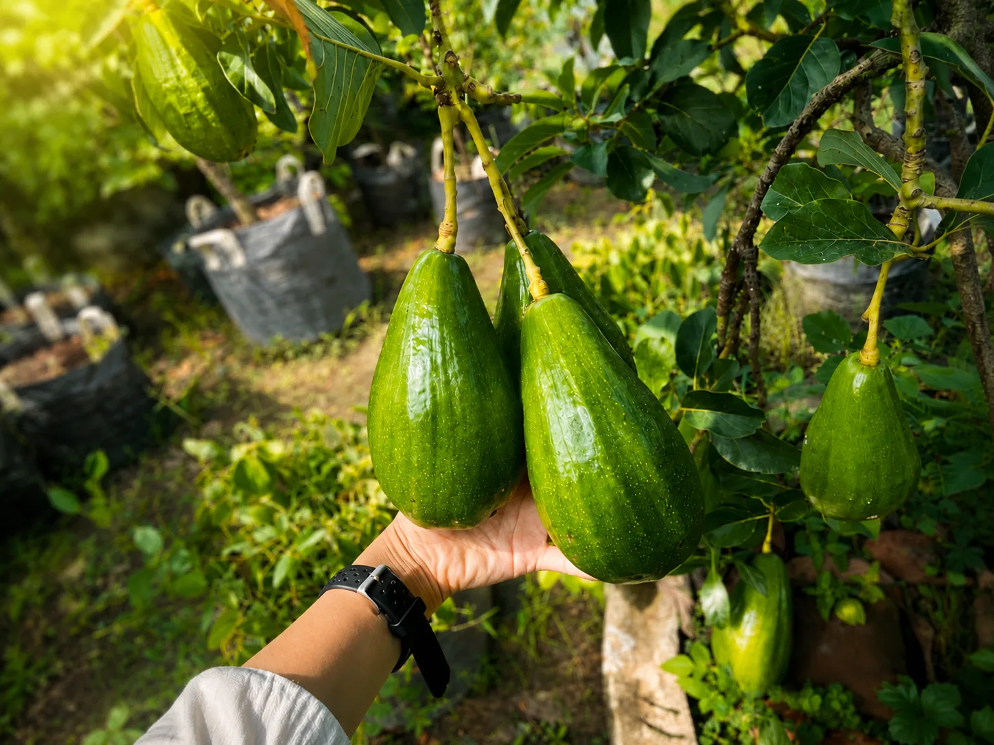 Buah alpukat matang di pohon