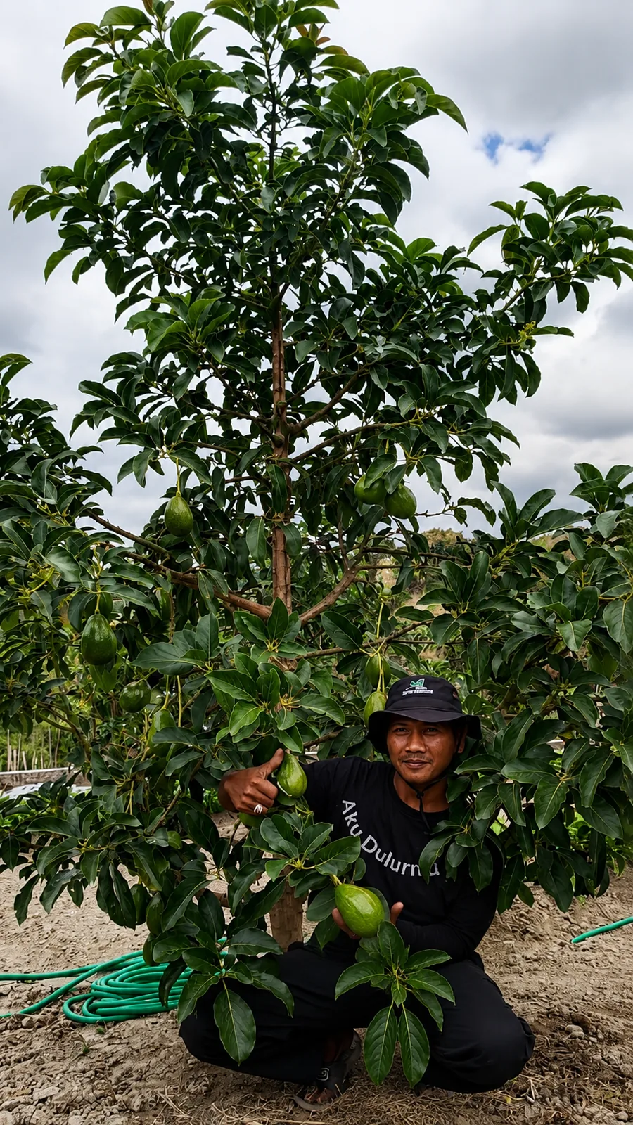 Pohon alpukat milik customer yang sudah berbuah