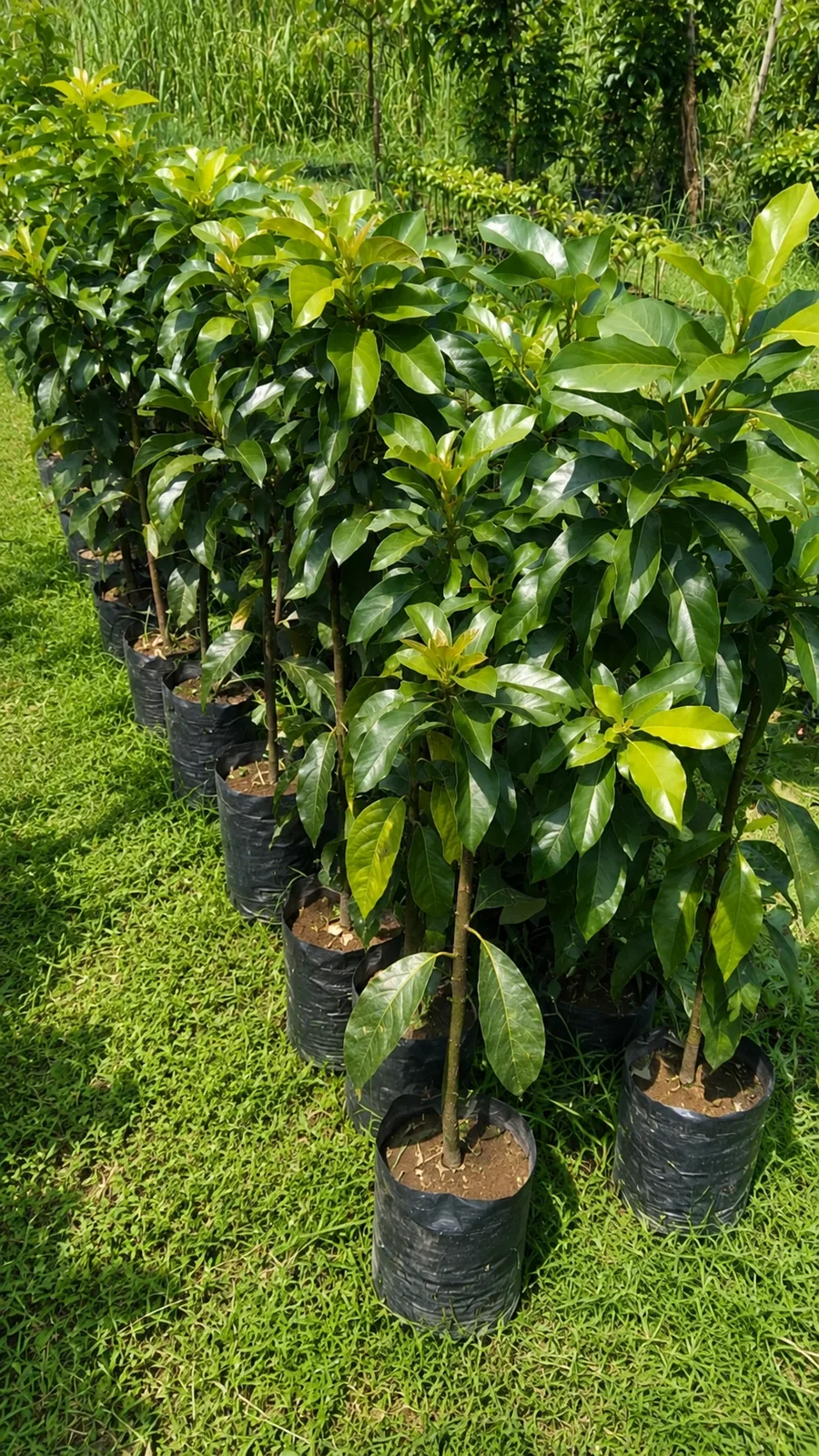 Bibit alpukat siap tanam