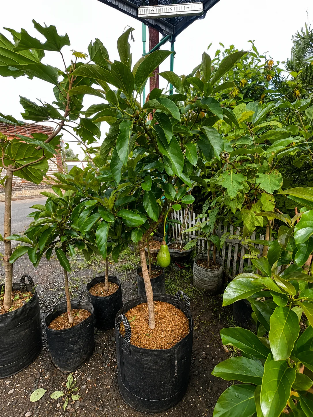 Bibit alpukat dalam planter bag yang telah berbuah