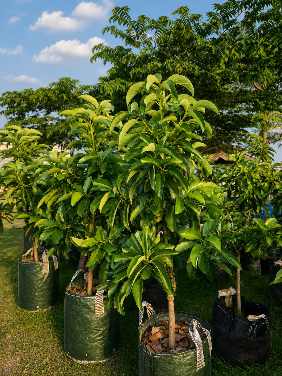 Koleksi bibit alpukat di area nursery